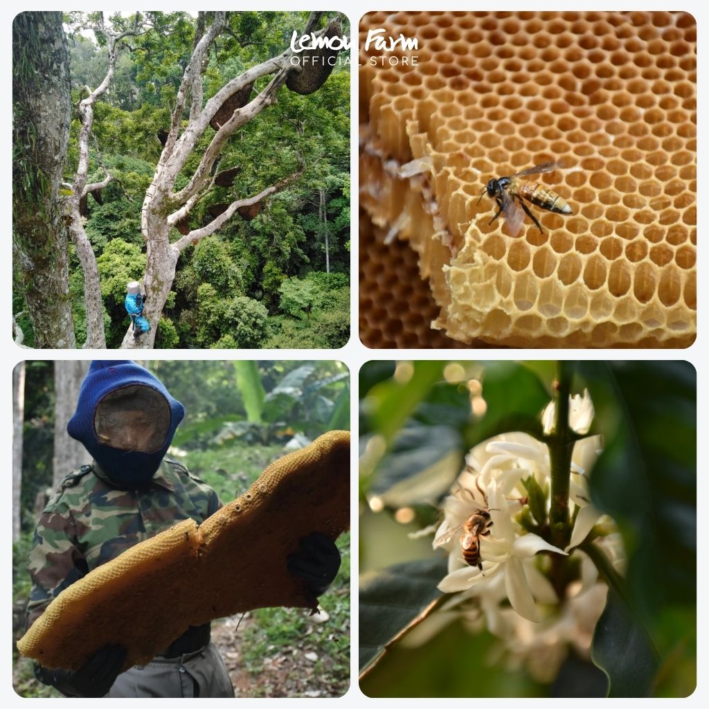 Premium Wild Honey 700 g